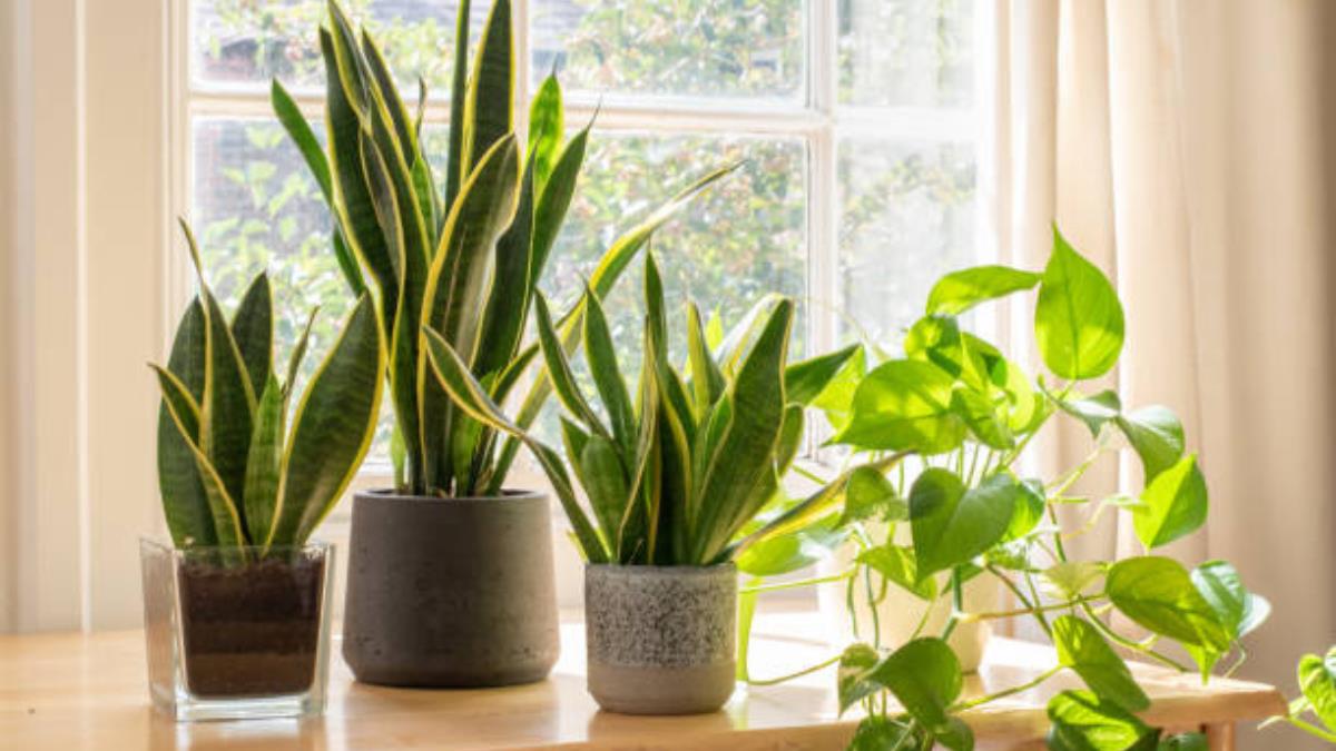 La razón por la que no debes tener plantas en tu habitación, según el Feng Shui